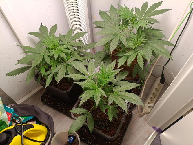 GROWBOX 1 (8.+9.+10.). Week 5
