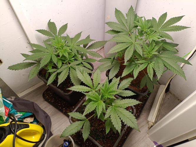 GROWBOX 1 (8.+9.+10.). Week 5