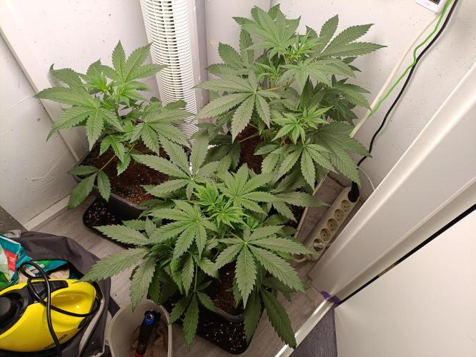 GROWBOX 1 (8.+9.+10.). Week 5