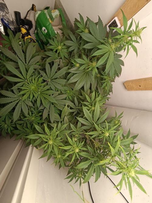 GROWBOX 1 (8.+9.+10.). Week 8