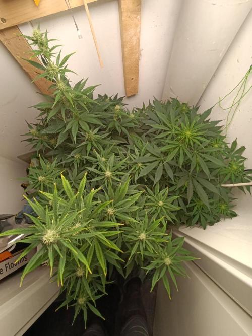 GROWBOX 1 (8.+9.+10.). Week 8