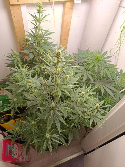 GROWBOX 1 (8.+9.+10.). Week 8