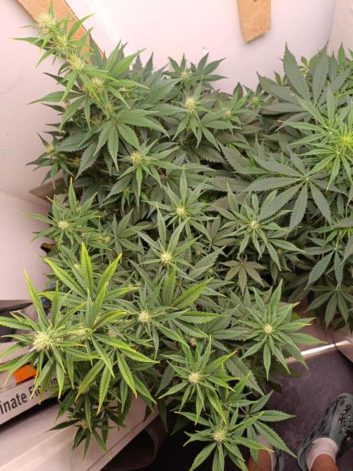 GROWBOX 1 (8.+9.+10.). Week 8
