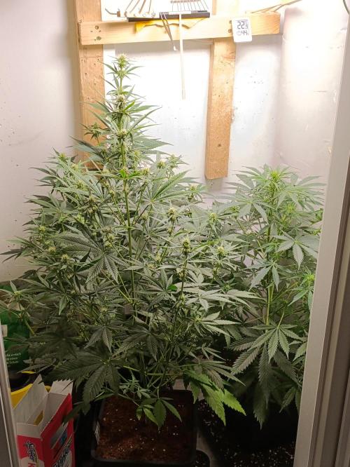 GROWBOX 1 (8.+9.+10.). Week 8
