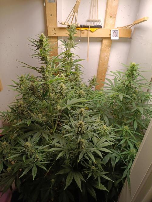 GROWBOX 1 (8.+9.+10.). Week 10