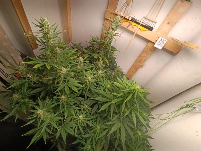 GROWBOX 1 (8.+9.+10.). Week 10