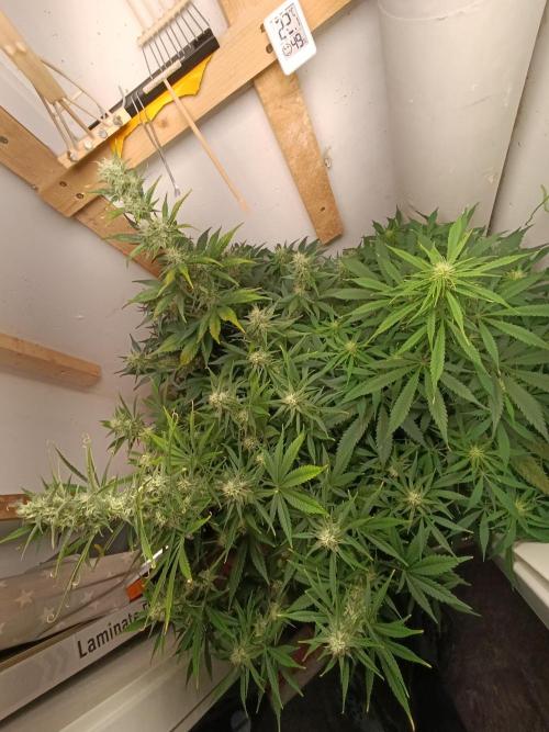 GROWBOX 1 (8.+9.+10.). Week 10