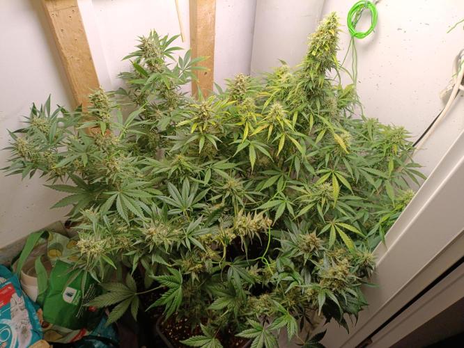 GROWBOX 1 (8.+9.+10.). Week 13
