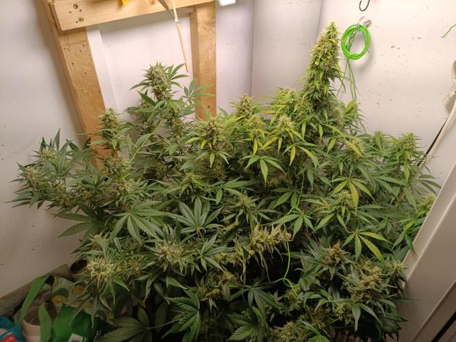 GROWBOX 1 (8.+9.+10.). Week 13