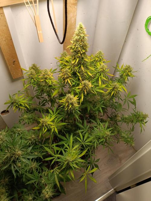 GROWBOX 1 (8.+9.+10.). Week 13