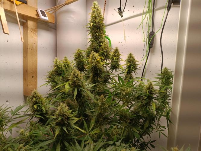 GROWBOX 1 (8.+9.+10.). Week 13