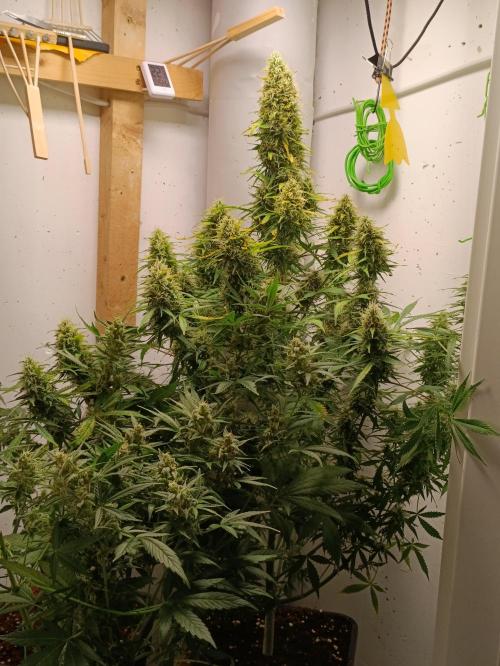 GROWBOX 1 (8.+9.+10.). Week 13