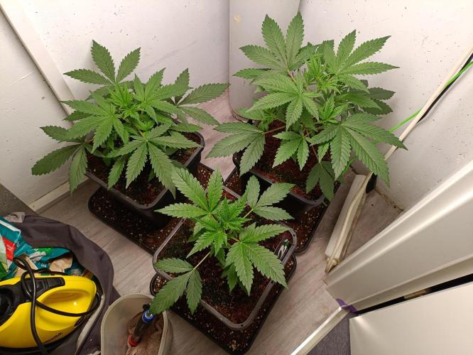 GROWBOX 2 (11.+12.+13.). Week 4