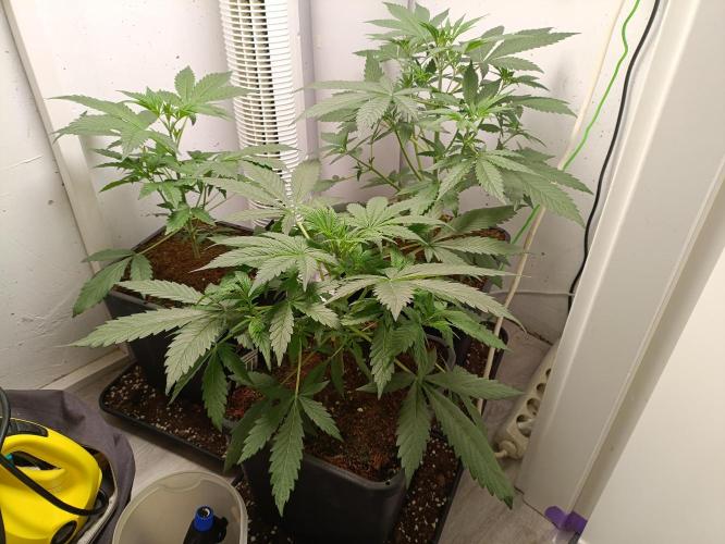 GROWBOX 2 (11.+12.+13.). Week 4