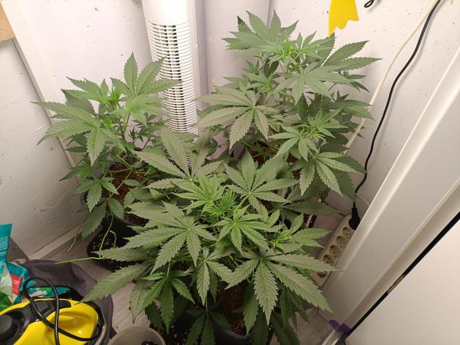 GROWBOX 2 (11.+12.+13.). Week 4