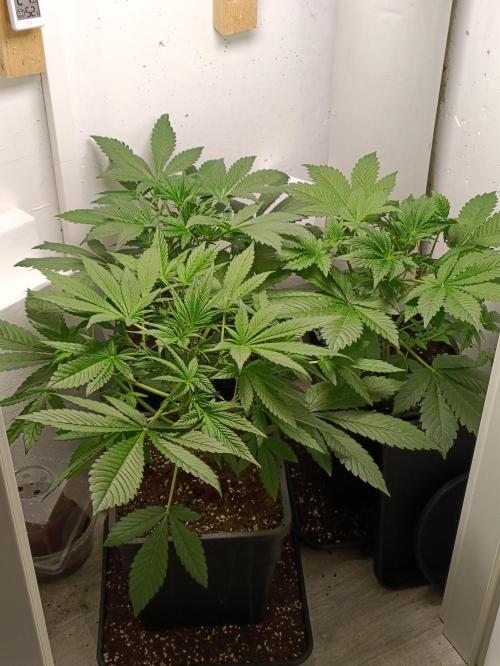 GROWBOX 2 (11.+12.+13.). Week 5