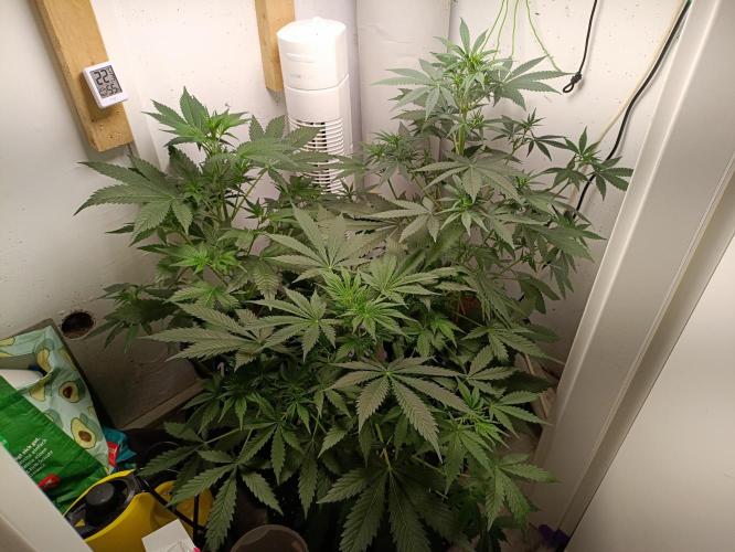GROWBOX 2 (11.+12.+13.). Week 6