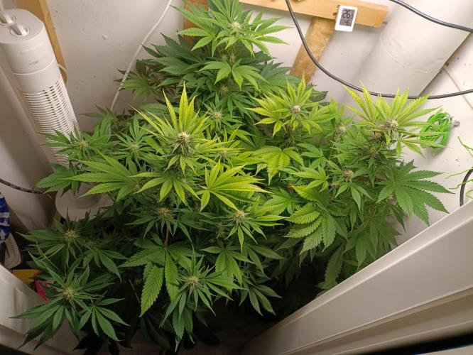 GROWBOX 2 (11.+12.+13.). Week 9
