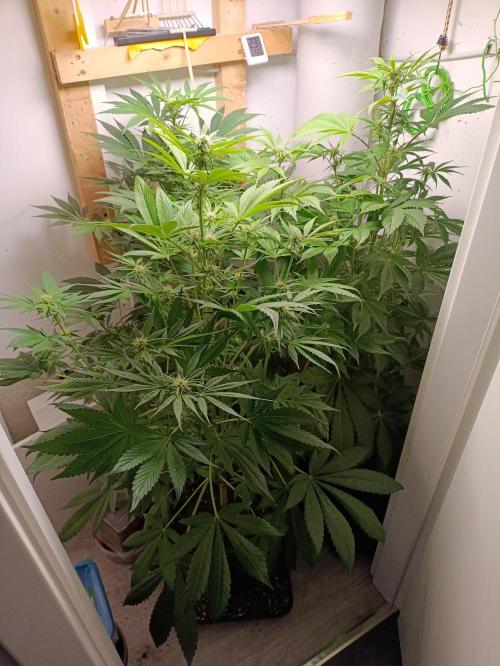 GROWBOX 2 (11.+12.+13.). Week 9