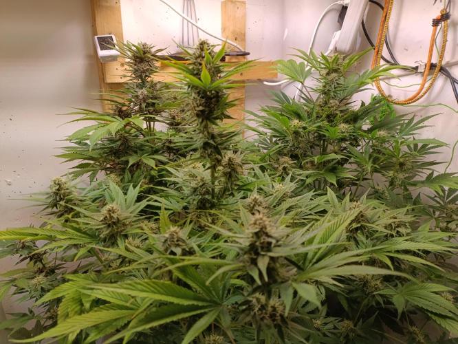 GROWBOX 2 (11.+12.+13.). Week 10