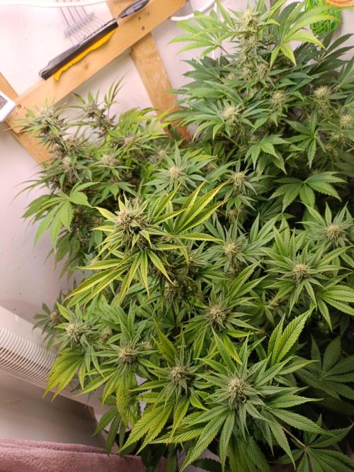 GROWBOX 2 (11.+12.+13.). Week 10