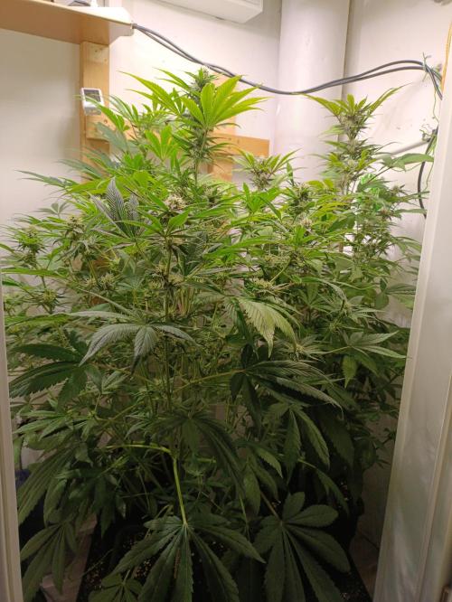 GROWBOX 2 (11.+12.+13.). Week 10