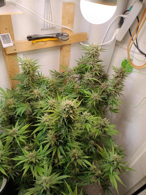 GROWBOX 2 (11.+12.+13.). Week 11