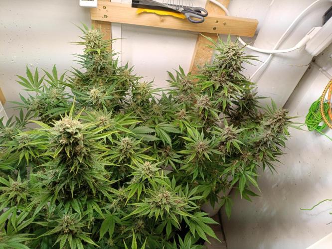GROWBOX 2 (11.+12.+13.). Week 11