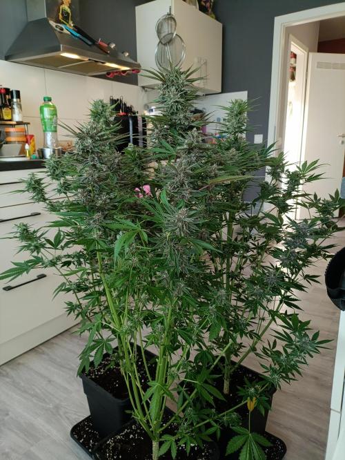 GROWBOX 2 (11.+12.+13.). Week 11