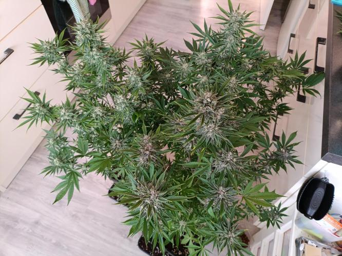 GROWBOX 2 (11.+12.+13.). Week 11