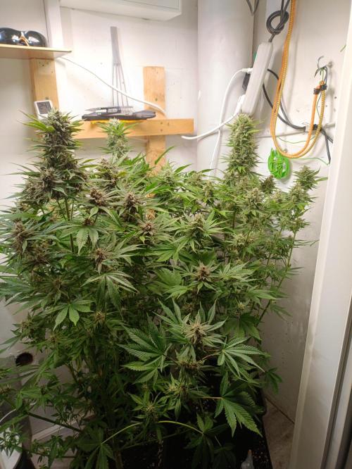 GROWBOX 2 (11.+12.+13.). Week 11