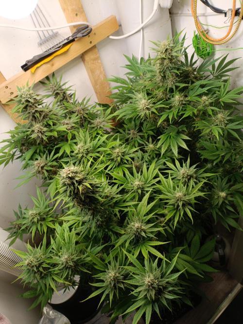 GROWBOX 2 (11.+12.+13.). Week 11