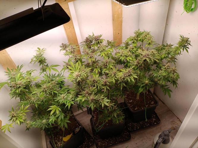 GROWBOX 2 (11.+12.+13.). Week 13