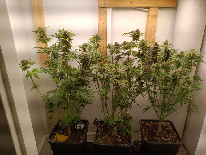 GROWBOX 2 (11.+12.+13.). Week 13