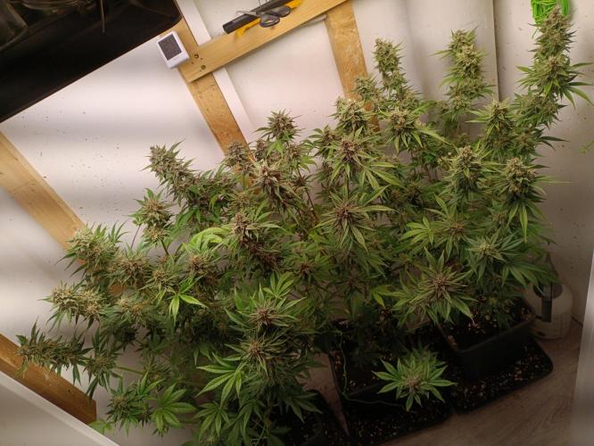 GROWBOX 2 (11.+12.+13.). Week 13