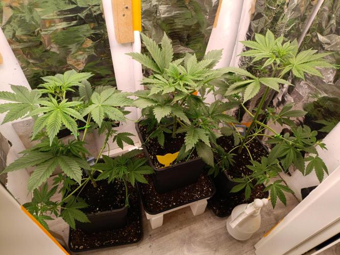GROWBOX 3 (14.+15.+16.). Week 4