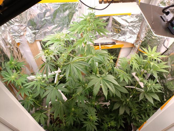 GROWBOX 3 (14.+15.+16.). Week 6