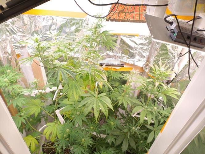 GROWBOX 3 (14.+15.+16.). Week 6