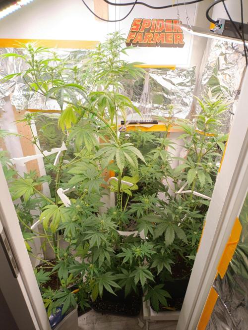 GROWBOX 3 (14.+15.+16.). Week 6