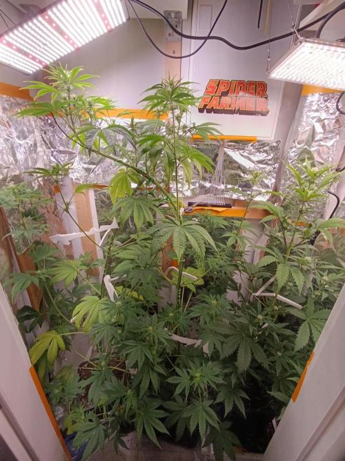 GROWBOX 3 (14.+15.+16.). Week 6