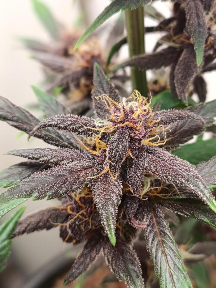 42 Fast BUDS - 1. Lemon Cherry Copkie. Week 0