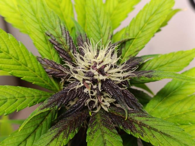 42 Fast BUDS - 1. Lemon Cherry Copkie. Week 8