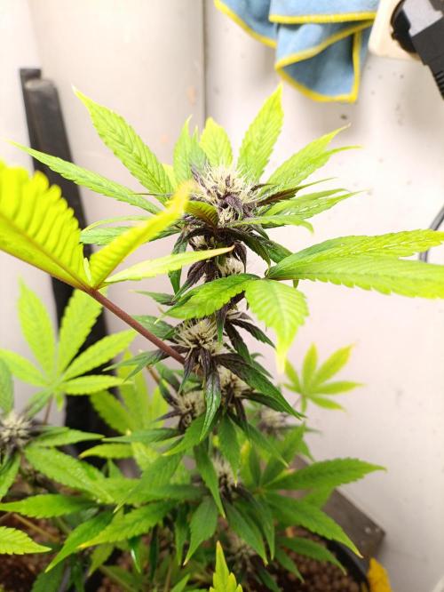 42 Fast BUDS - 1. Lemon Cherry Copkie. Week 8