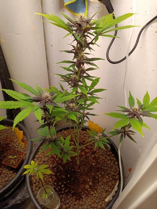 42 Fast BUDS - 1. Lemon Cherry Copkie. Week 8