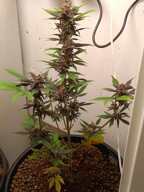 42 Fast BUDS - 1. Lemon Cherry Copkie. Week 9