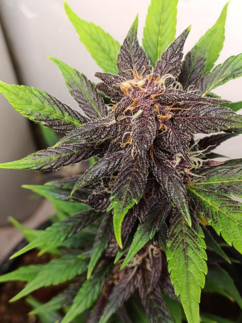 42 Fast BUDS - 1. Lemon Cherry Copkie. Week 9