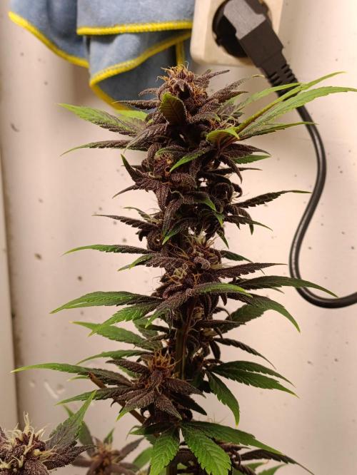 42 Fast BUDS - 1. Lemon Cherry Copkie. Week 9