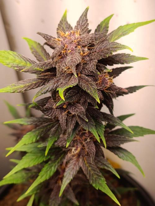 42 Fast BUDS - 1. Lemon Cherry Copkie. Week 10