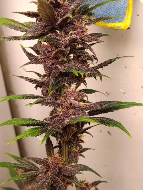 42 Fast BUDS - 1. Lemon Cherry Copkie. Week 10