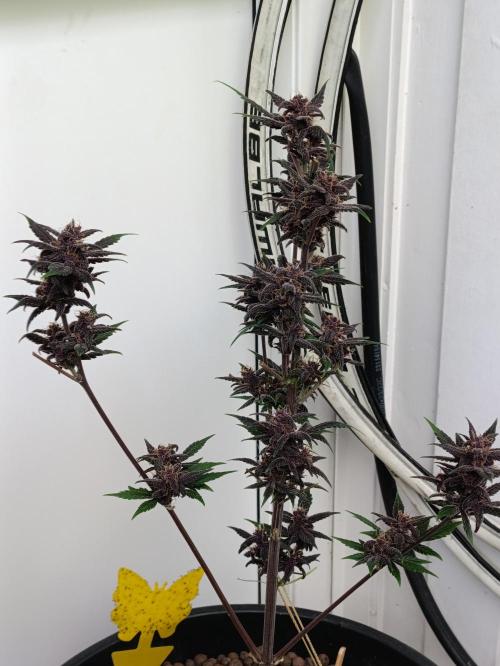 42 Fast BUDS - 1. Lemon Cherry Copkie. Week 10